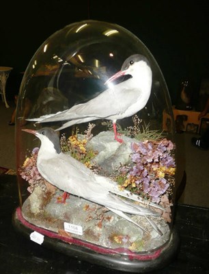 Lot 1108 - A Pair of Arctic Terns, preserved and mounted in a naturalistic setting on rocks and grasses, under