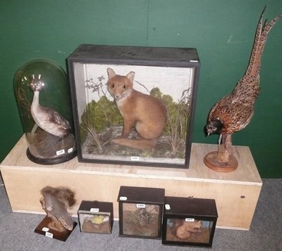 Lot 1109 - Seven Taxidermy Specimens:- Great Crested Grebe, full mount, circa 1890 under glass dome; A...