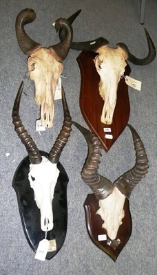 Lot 1110 - Four Pairs of Horns with Skull Mounts on Wooden Shield Shaped Plaques, including a Blue...