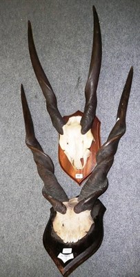 Lot 1111 - Two Pairs of Eland Horns on Cut Frontlets, mounted on wooden shield shaped plaques