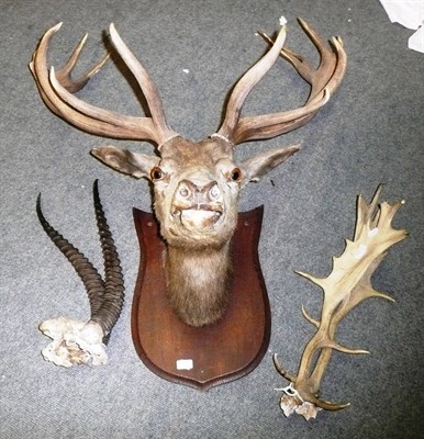 Lot 1113 - A Stags Head with Thirteen Point Antlers, mounted on oak plaque, together with a pair of fallow...