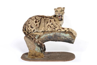 Lot 1101 - Clouded Leopard (Neofelis nebulosa), circa 1910, full mount, recumbent upon a branch section,...