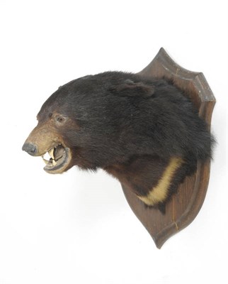 Lot 1103 - Himalayan Black Bear (Ursus thibetanus), by Rowland Ward, circa 1930, head mount, with snarling...