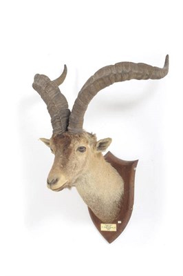 Lot 1105 - Spanish Ibex (Capra pyrenaica pyrenaica), Sierra de Gredos, P Neame 1930, by Peter Spicer &...