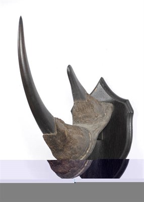 Lot 1109 - Black Rhinoceros (Diceros bicornis), circa 1920, by Rowland Ward, taxidermy horn, lower horn...