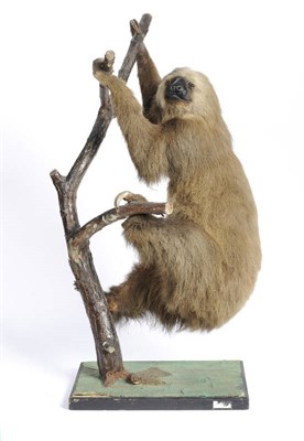 Lot 1111 - A Two-Toed Sloth (Choloepus didactylus), circa 1925, attributed to Rowland Ward,...