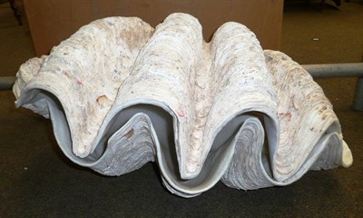 Lot 1112 - Giant Clam (Tridacna mixima), Two Halves of the Same Shell, circa 1930, each 85cm wide, 53cm deep