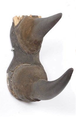 Lot 1114 - Black Rhinoceros (Diceros bicornis), circa 1910, taxidermy horns on original wooden plaque,...