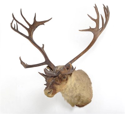 Lot 1118 - Mountain or Osborne's Caribou (Rangifer tarandus osborni), Nakina Mountains, Atlin B.C., Sept...