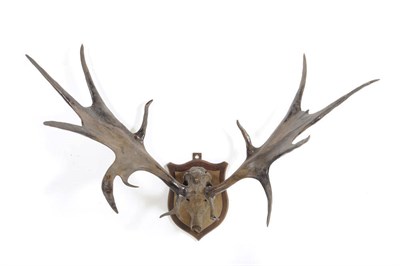 Lot 1119 - Giant Irish Deer (Megaloceros giganteus), antlers on upper skull, right antler 6 points, left...