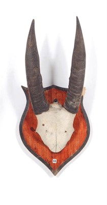 Lot 1121 - Dwarf Buffalo or Lowland Anoa (Bubalus depressicornis), circa 1900, horns on frontlet, right...