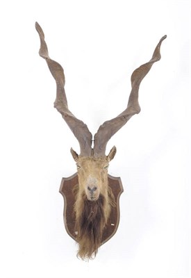 Lot 1122 - Kabul Markhor (Capra falconeri megaceros), circa 1910, head mount, right horn 109cm, left horn...