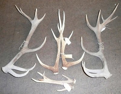 Lot 1123 - West Country Red Deer (Cervus elaphus scoticus), a pair of 15 point shed antlers, right antler...