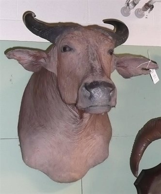 Lot 1125 - Dwarf Buffalo (Bubalus mindorensis), shoulder mount, modern, 87cm from the wall