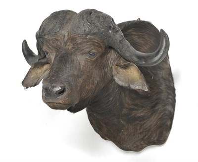 Lot 1127 - Cape Buffalo (Syncerus caffer), shoulder mount, modern, 101cm from the wall See illustration