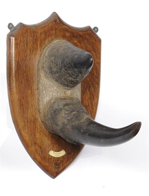 Lot 1129 - Black Rhinoceros (Diceros bicornis), Ruanda 1930, taxidermy horn, front horn 41.5cm, upper horn...