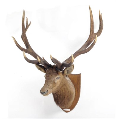 Lot 1130 - North American Wapiti (Cervus canadensis), circa 1920,  shoulder mount, 13 points, right antler...