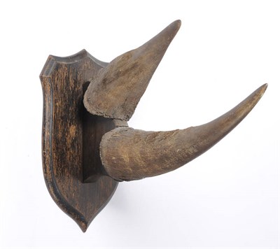 Lot 1131 - Black Rhinoceros (Diceros bicornis), circa 1920, by Rowland Ward, taxidermy horns, lower horn 29cm