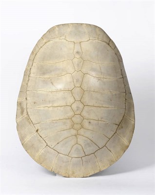 Lot 1132 - A Loggerhead Turtle Shell, 18th or 19th century, 60.5cm long, 47cm wide See illustration