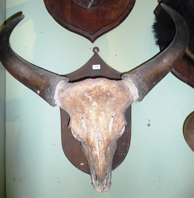 Lot 1133 - Gaur or Indian Bison (Bos gaurus gaurus), circa 1900, horns on upper skull, right horn 63cm,...