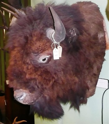 Lot 1135 - North American Bison (Bison bison), circa 1910, head mount, right horn 45.5cm, left horn 44cm, 80cm