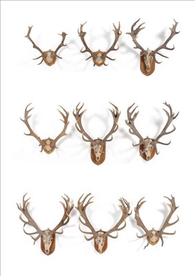 Lot 1136 - A Set of Nine Red Stag Shed Antlers, Warnham Park, West Sussex, from the Millais Collection,...