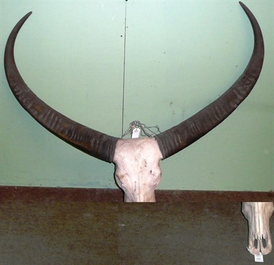 Lot 1137 - Indian Water Buffalo (Bubalus bubalus), horns on upper skull, right horn 119cm, left horn...