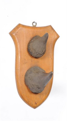 Lot 1138 - Black Rhinoceros (Diceros bicornis), circa 1910, upper and lower horns on original shield,...