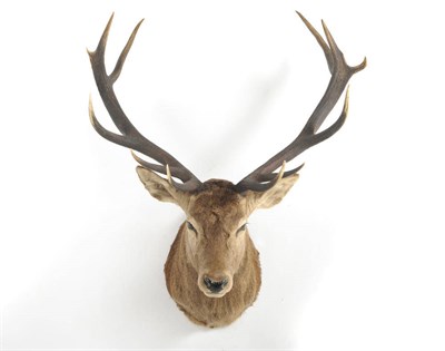 Lot 1139 - Red Deer (Cervus elaphus scoticus), circa 1980, shoulder mount, royal 12 pointer, right antler...