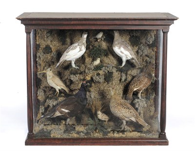 Lot 1140 - A Cased Group of Game Birds, circa 1870, comprising a pair of ptarmigan, an albino woodcock, a...