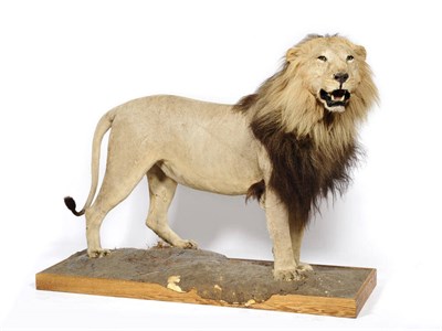 Lot 1141 - Lion (Felis leo), circa 1985, male, full mount, 294cm tip to tail, 149cm high, the base 95cm...