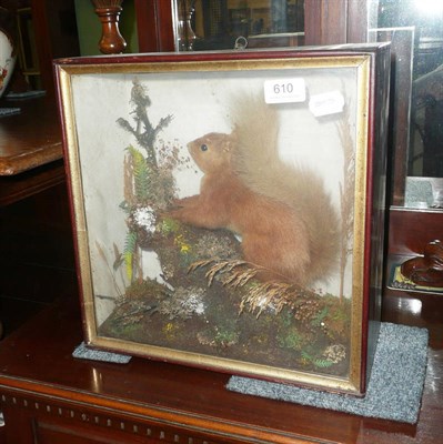 Lot 610 - Taxidermy squirrel in a glazed case