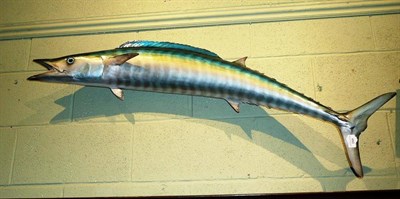 Lot 460 - A large game fish, believed to be a Wahoo, full body cast