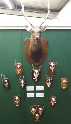 Lot 670 - Sika Deer (Cervus Nippon), taken by Paul Roberts, 1999, shoulder mount, 7 points, on oak effect...