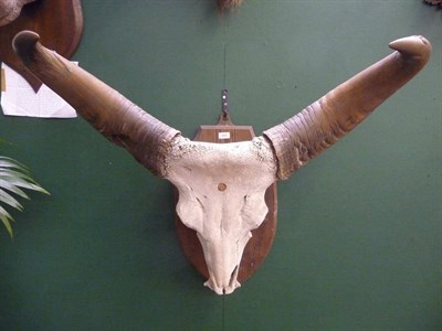 Lot 674 - Gaur or Indian Bison (Bos gaurus gaurus), circa 1890, horns on full skull, right horn 70cm,...