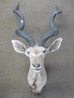 Lot 676 - Greater Kudu (Tragelaphus strepsiceros), Botswana, late 20th century, shoulder mount, right...