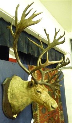 Lot 677 - Caribou (Rangifer taurandus), Generk Glacier, Yukon, Oct 1913, by Rowland Ward, head mount, 38...