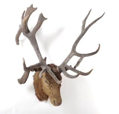 Lot 678 - North American Wapiti (Cervus canadensis), circa 1920, head mount with abnormal antlers, right...