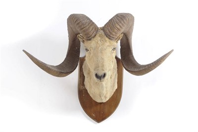 Lot 679 - Marco Polo's Sheep or Pamir Argali (Ovis ammon poli), circa 1900, head mount, right horn 134cm,...