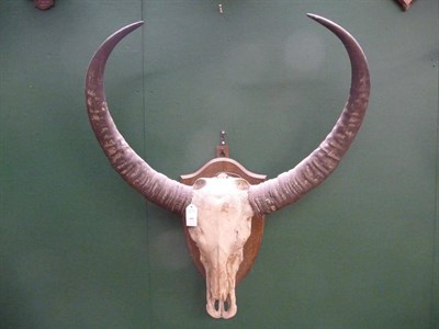 Lot 680 - Indian Water Buffalo (Bubalus bubalus), horns on upper skull, right horn 106.5cm, left horn...