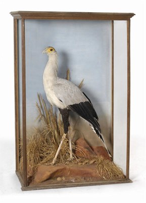 Lot 684 - Secretary Bird (Sagittarius serpentarius), circa 1920, full mount, standing amongst grasses on...