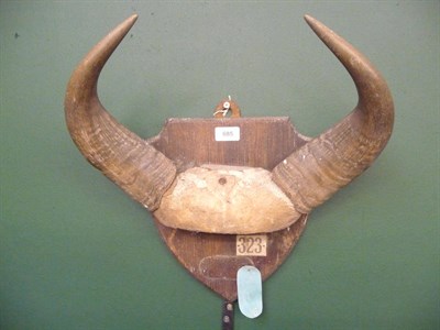 Lot 685 - Dwarf Forest Buffalo (Syncerus caffer nanus), Lake Chad, circa 1890, female, horns on frontlet,...