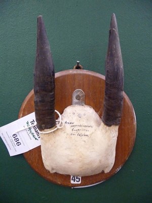 Lot 686 - Mountain Anoa (Bubalus quarlesi), circa 1900, horns on frontlet, right horn 11.5cm, left horn 12cm