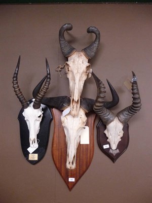 Lot 687 - Blesbuck (Damaliscus dorcas phillpsi), taken by Paul Roberts, Waterberg, R.S.A., 1.1.2000, horns on