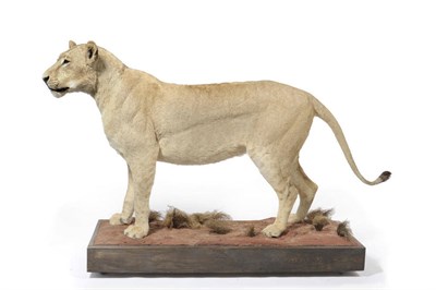 Lot 689 - Lion (Felis leo), late 20th century, female, full mount, standing and looking slightly to the left