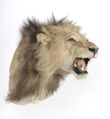 Lot 690 - Lion (Felis leo), Laibarua, 7.1.1973 (Record), male, shoulder mount, with fierce forward...