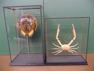 Lot 695 - Horseshoe Crab (Limulus polyphemus), carapace, mounted, within a glazed case; and Yellow Crab...