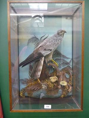 Lot 696 - Hen Harrier (Circus cyaneus), 2nd half of 20th century, full mount, perched on a branch on a...