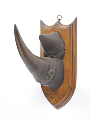 Lot 697 - Black Rhinoceros (Diceros bicornis), Mashonaland 1881, S.P., by Burton & Son, Wardour Street,...