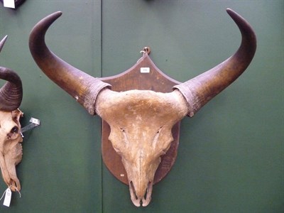 Lot 698 - Gaur or Indian Bison (Bos gaurus gaurus), circa 1900, horns on upper skull, right horn 63cm,...